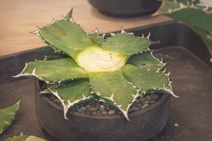 アガベ　銅切り